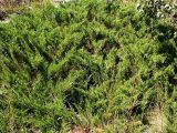 Juniperus sabina. Взрослое растение в тугайном лесу. Ю-В Казахстан, дол. р. Шарын. 20 августа 2007 г.
