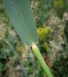 Смотреть изображение Phragmites altissimus