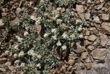 View full-size image Antennaria caucasica