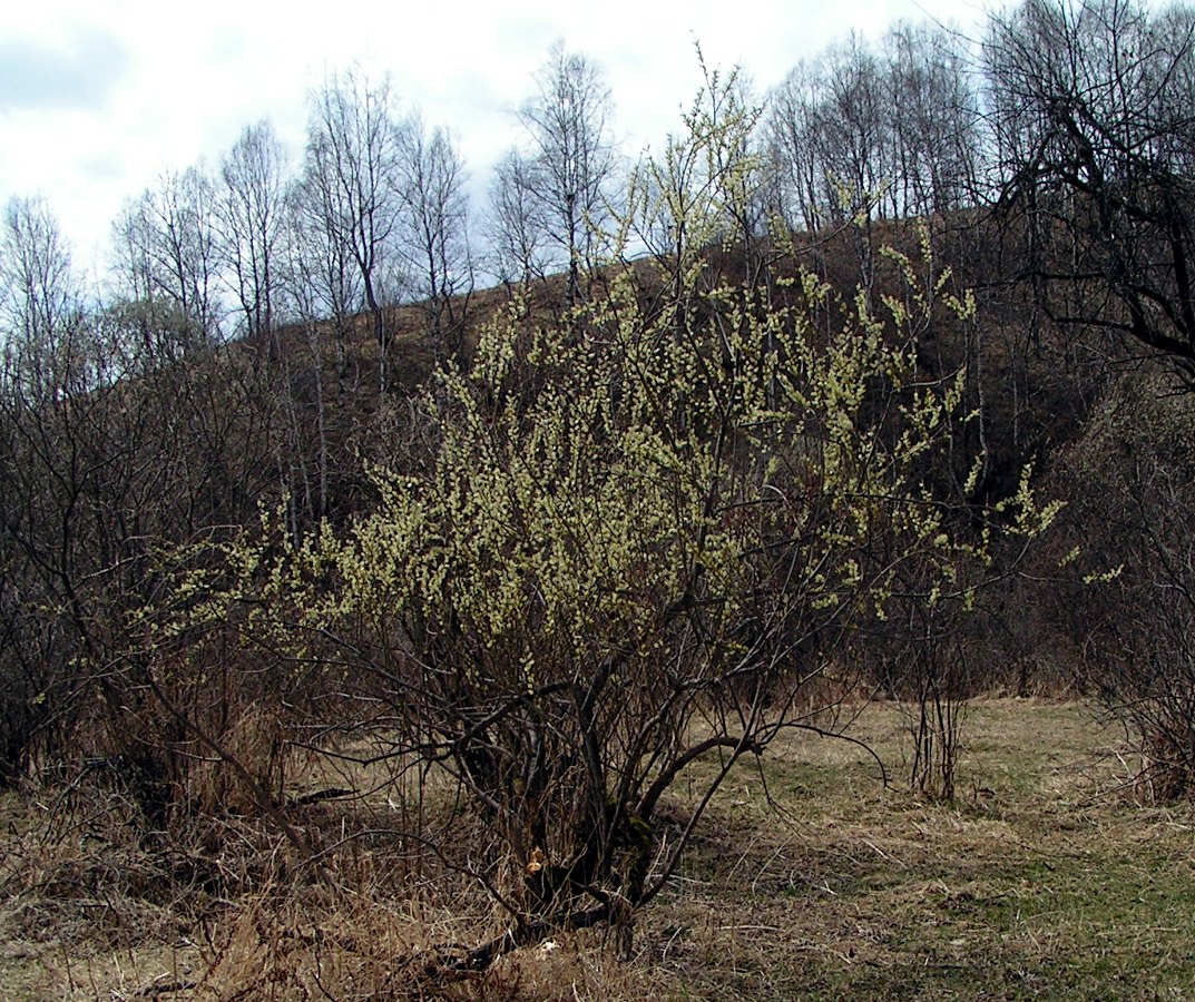 Image of Salix viminalis specimen.