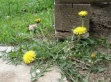 genus Taraxacum. Цветущее растение. Север Кубани, станица Шкуринская, сорное во дворе. 29.04.2011.