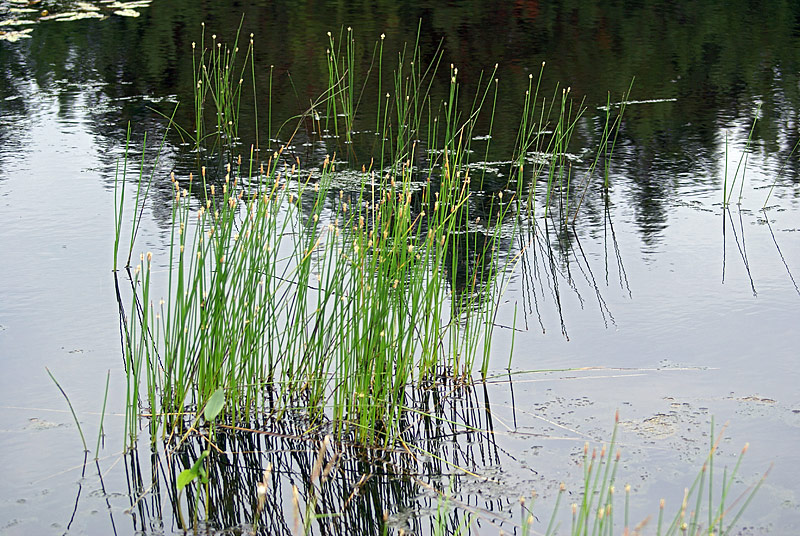 Изображение особи Eleocharis palustris.