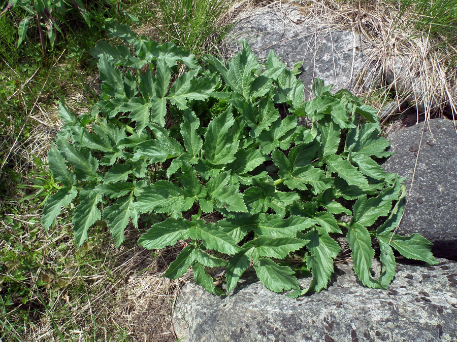 Изображение особи Archangelica officinalis.