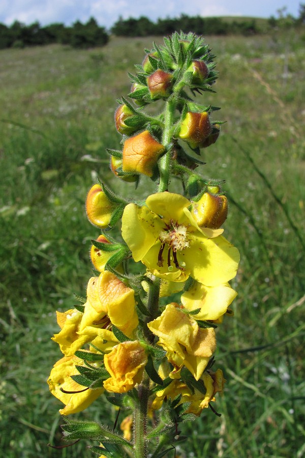 Image of Verbascum spectabile specimen.