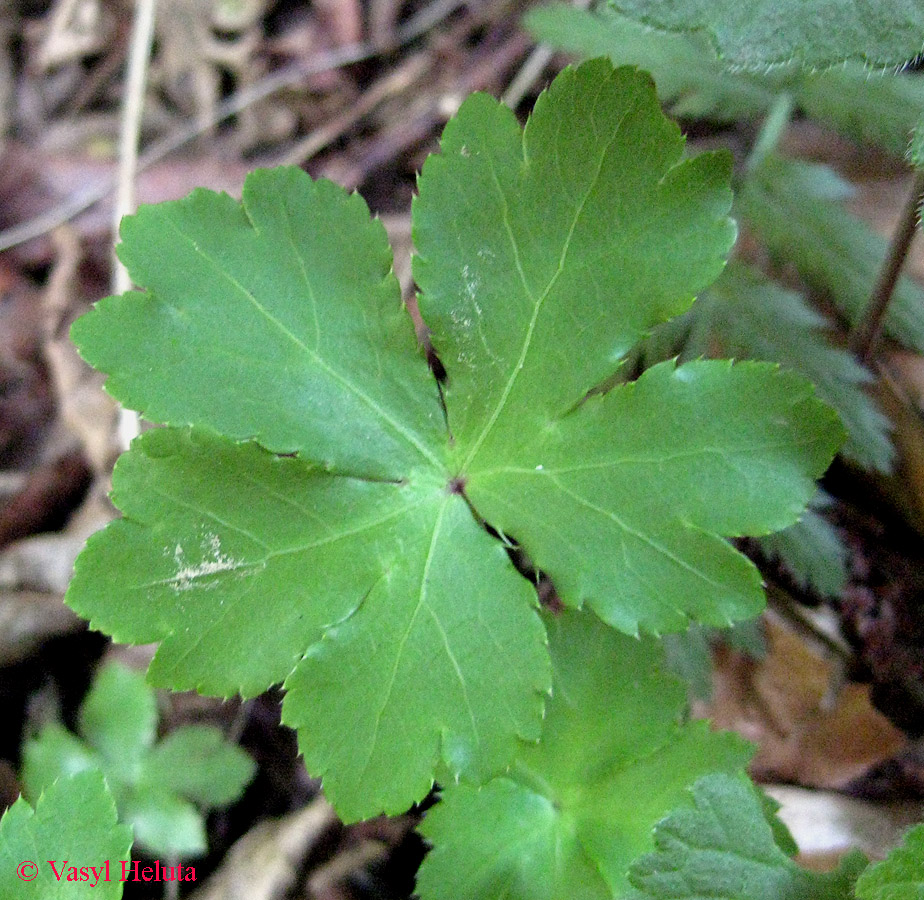 Image of Sanicula europaea specimen.