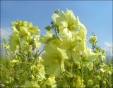 Alcea rugosa