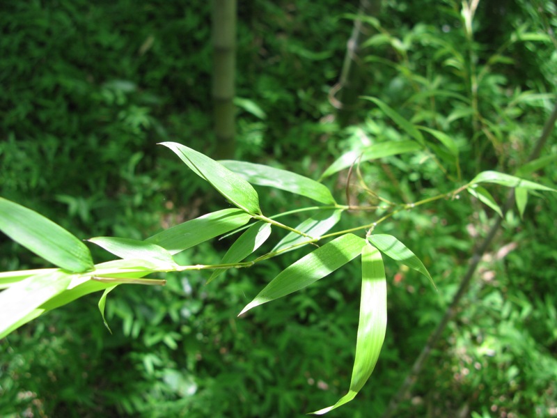 Image of Phyllostachys pubescens specimen.