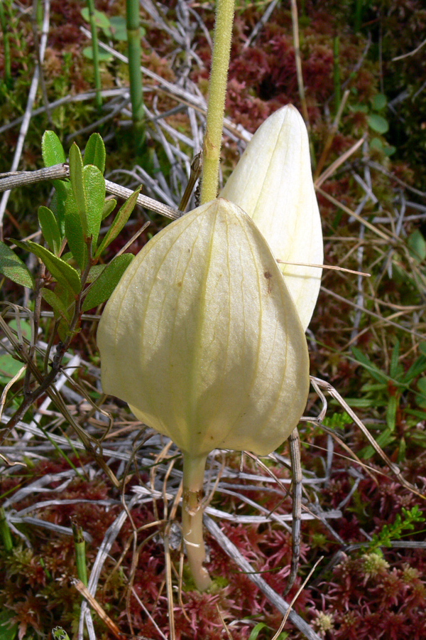 Image of Listera ovata specimen.