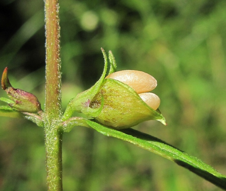 Image of Melampyrum pratense specimen.