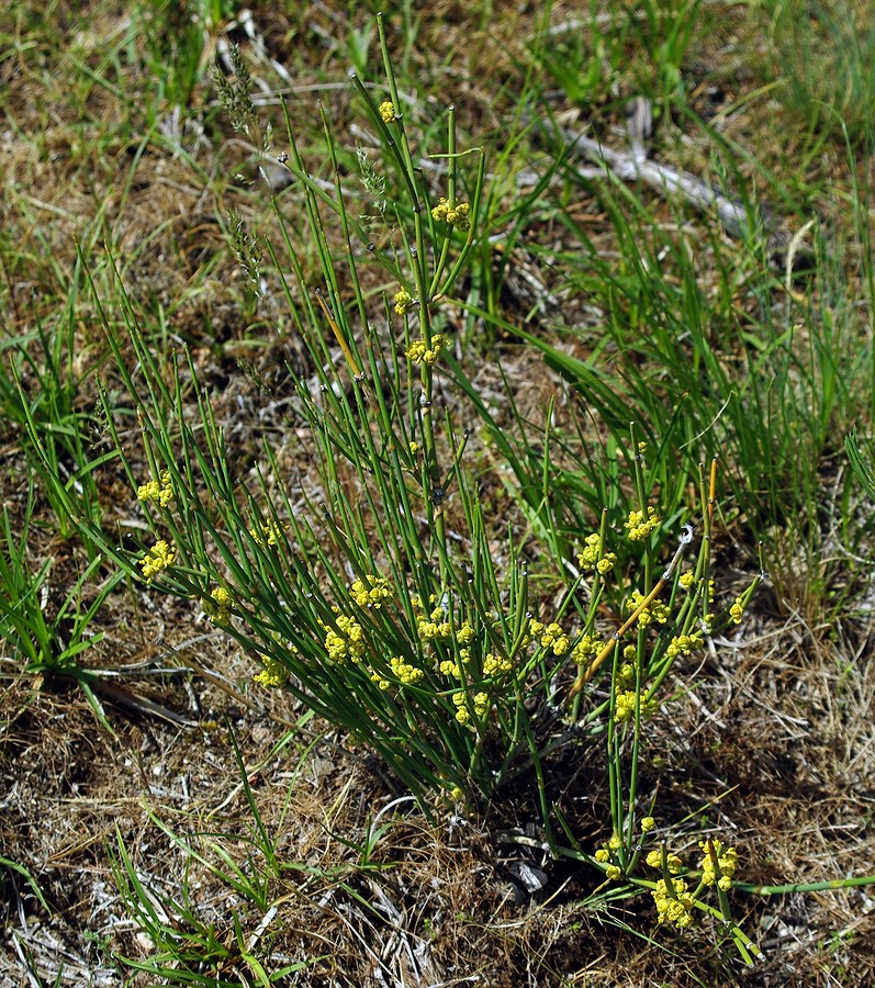 Изображение особи Ephedra intermedia.