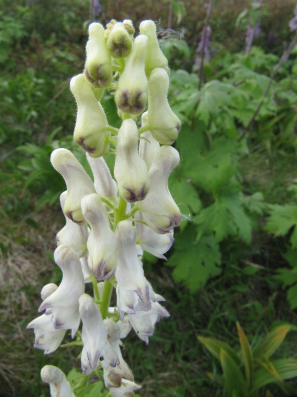 Image of Aconitum septentrionale specimen.