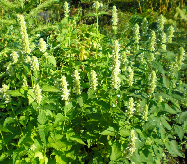 Изображение особи Agastache rugosa.