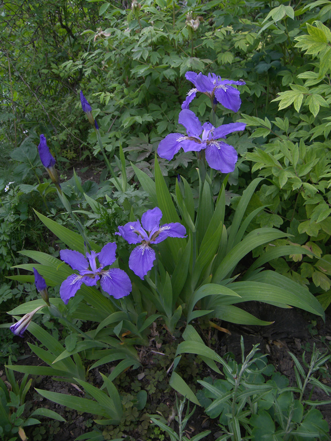 Image of Iris tectorum specimen.