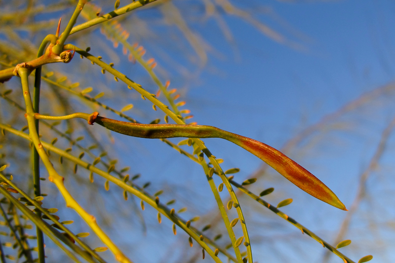 Image of Parkinsonia aculeata specimen.