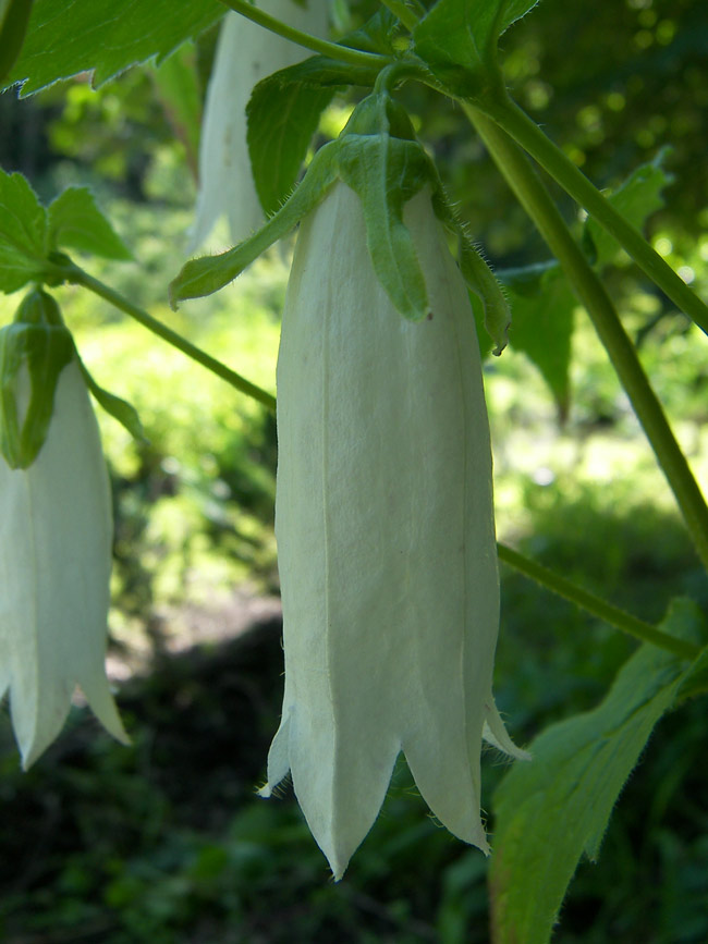 Изображение особи Campanula punctata.