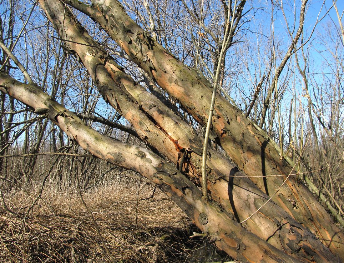 Image of Salix triandra specimen.