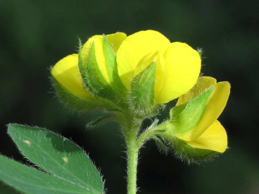 Изображение особи Argyrolobium biebersteinii.