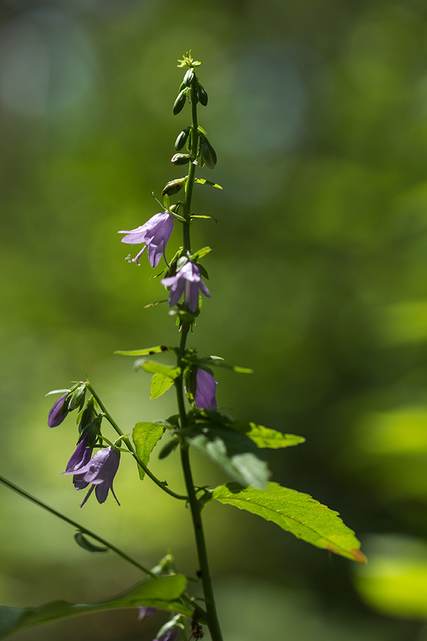 Image of Campanula rapunculoides specimen.