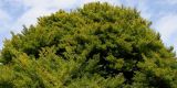Fagus sylvatica разновидность laciniata. Верхняя часть кроны старого дерева. Германия, г. Krefeld, в ботаническом саду. 31.07.2012.