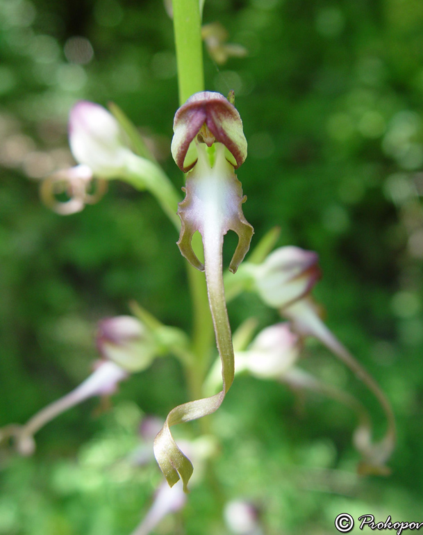 Image of Himantoglossum caprinum specimen.