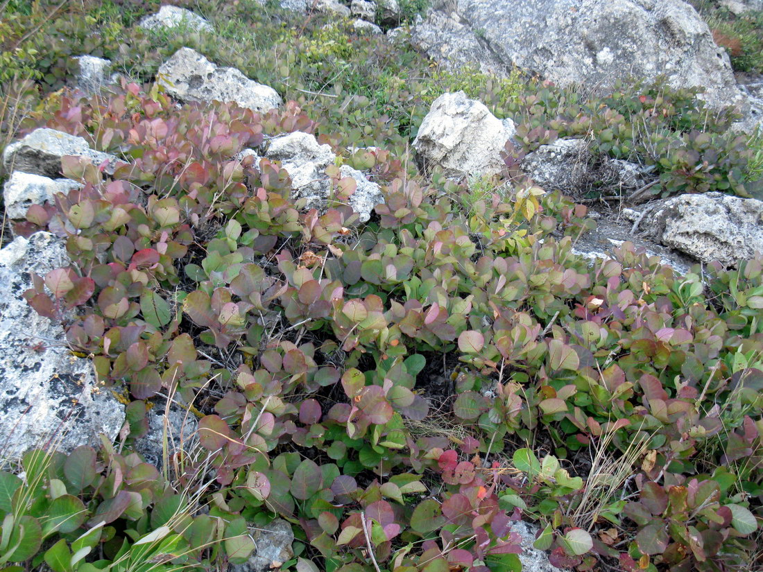 Image of Cotinus coggygria specimen.