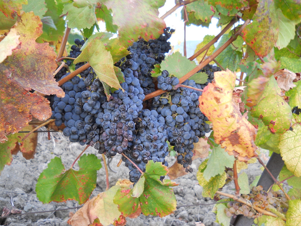 Image of Vitis vinifera specimen.