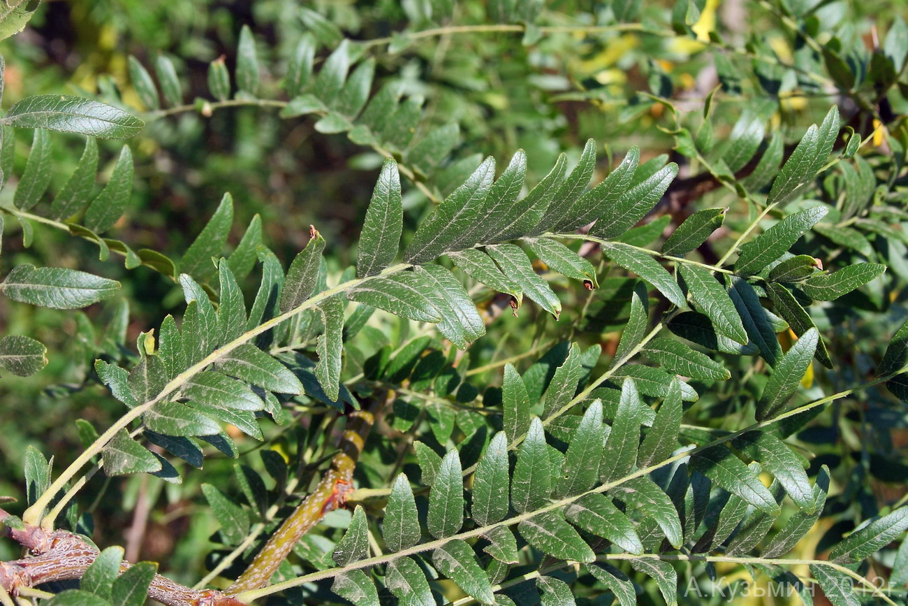 Изображение особи Gleditsia triacanthos.
