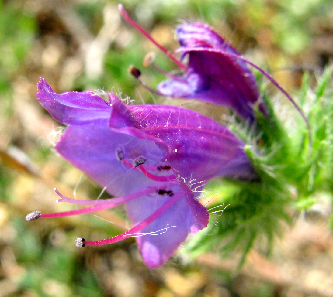 Image of Echium plantagineum specimen.