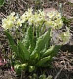 Primula pallasii