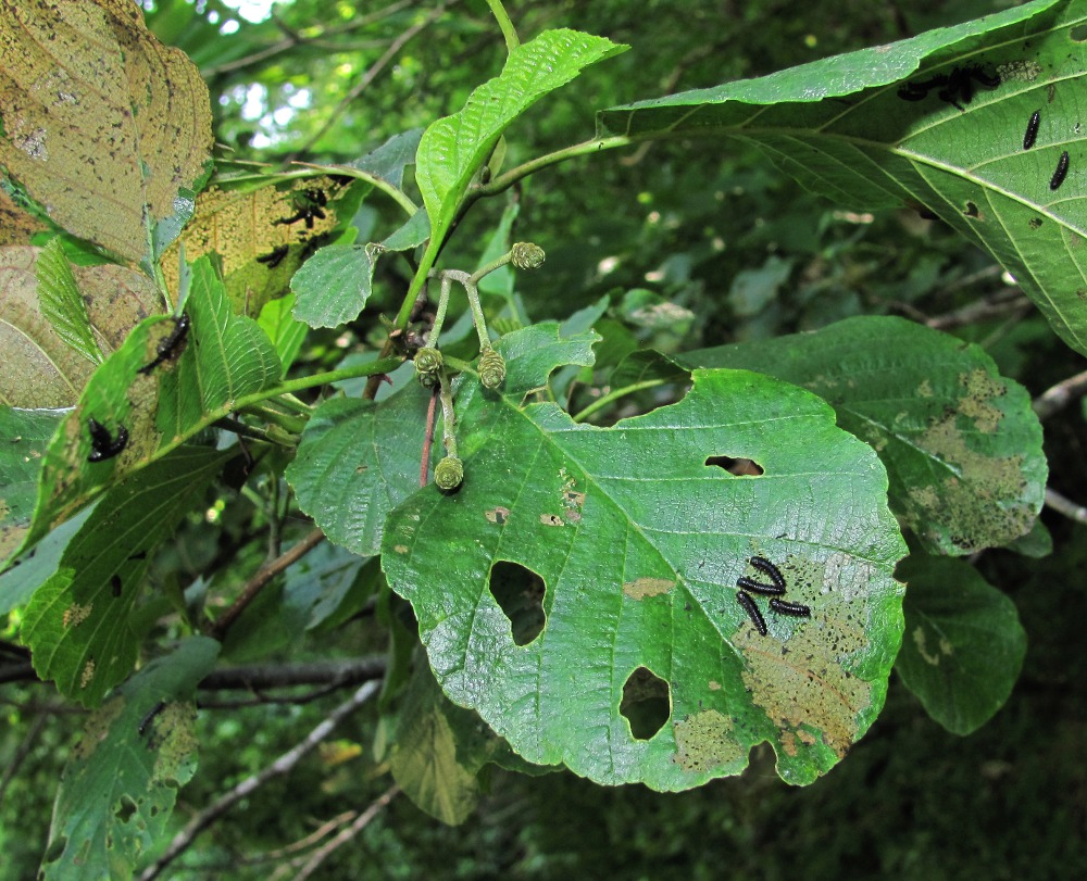 Image of Alnus barbata specimen.