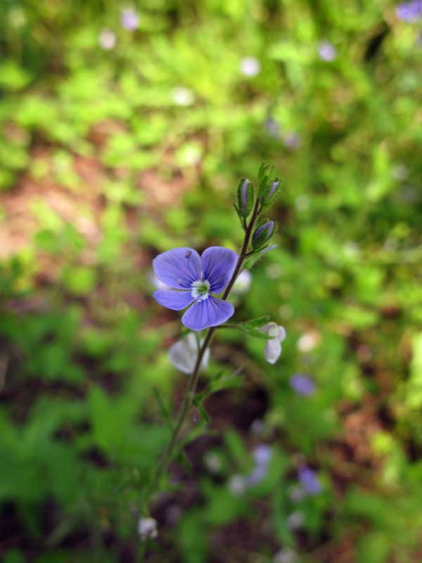 Image of Veronica chamaedrys specimen.