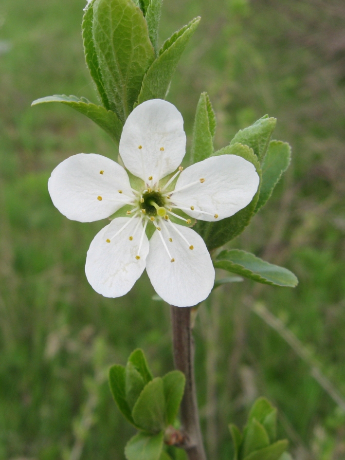 Изображение особи Prunus stepposa.