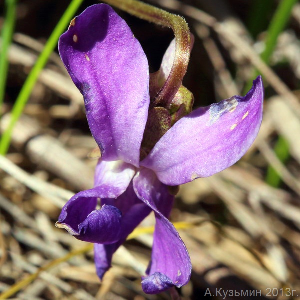 Image of Viola ambigua specimen.