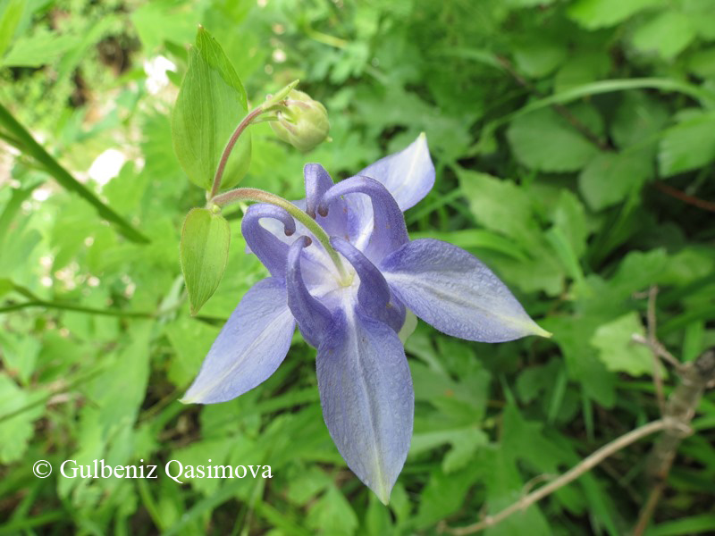 Изображение особи Aquilegia olympica.