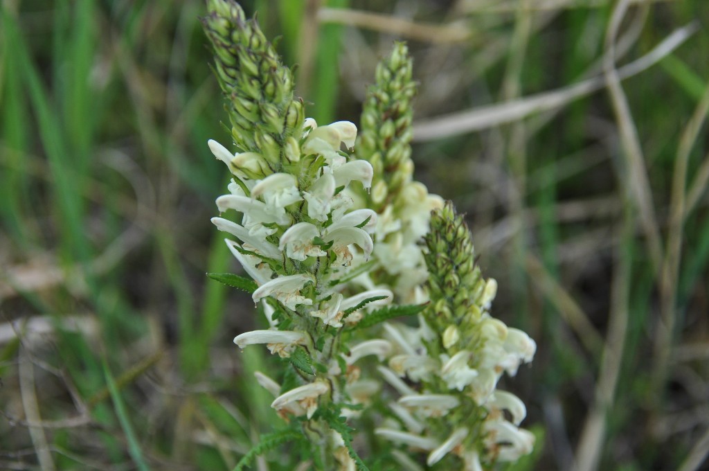 Изображение особи Pedicularis venusta.