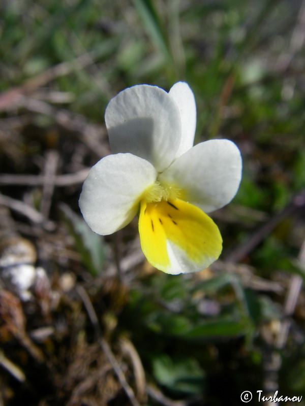 Image of Viola arvensis specimen.