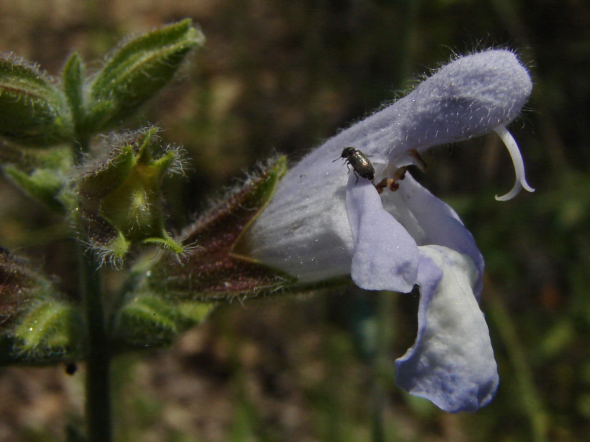 Image of Salvia tomentosa specimen.