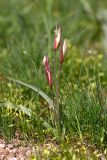 Tulipa bifloriformis. Цветущее растение. Южный Казахстан, край плато над каньоном Машат. 08.04.2013.