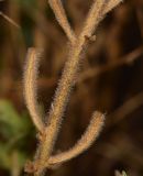 Oenothera drummondii. Плоды. Израиль, Шарон, г. Герцлия, парк, берег канавы для отвода дождевых вод. 19.09.2013.