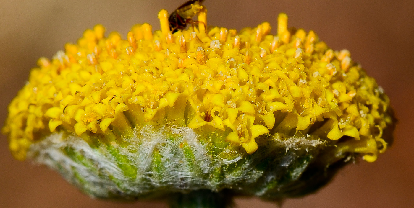 Image of Anthemis tinctoria specimen.