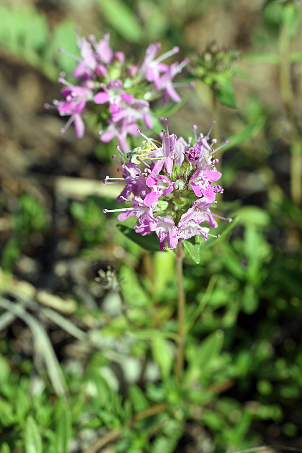 Изображение особи род Thymus.