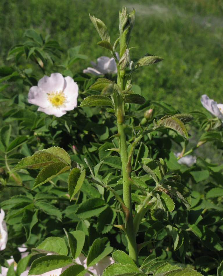 Image of genus Rosa specimen.