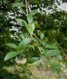 Osmanthus &times; burkwoodii