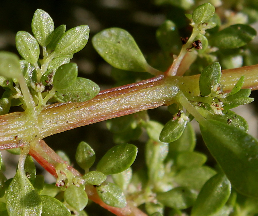 Image of Pilea microphylla specimen.