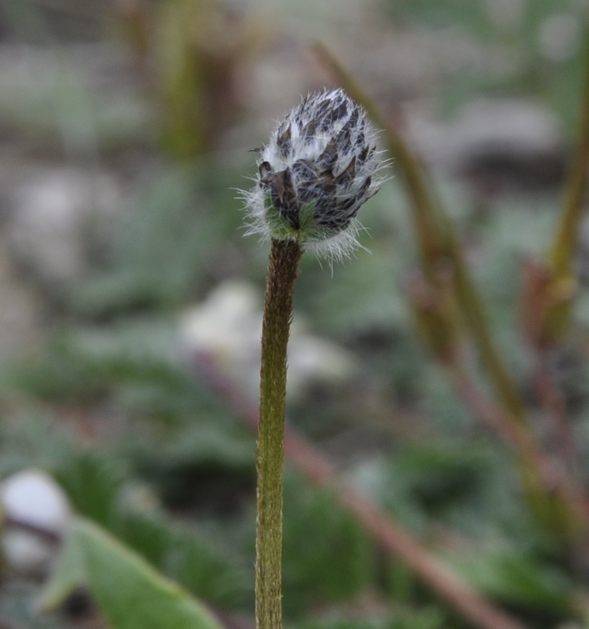 Image of genus Plantago specimen.