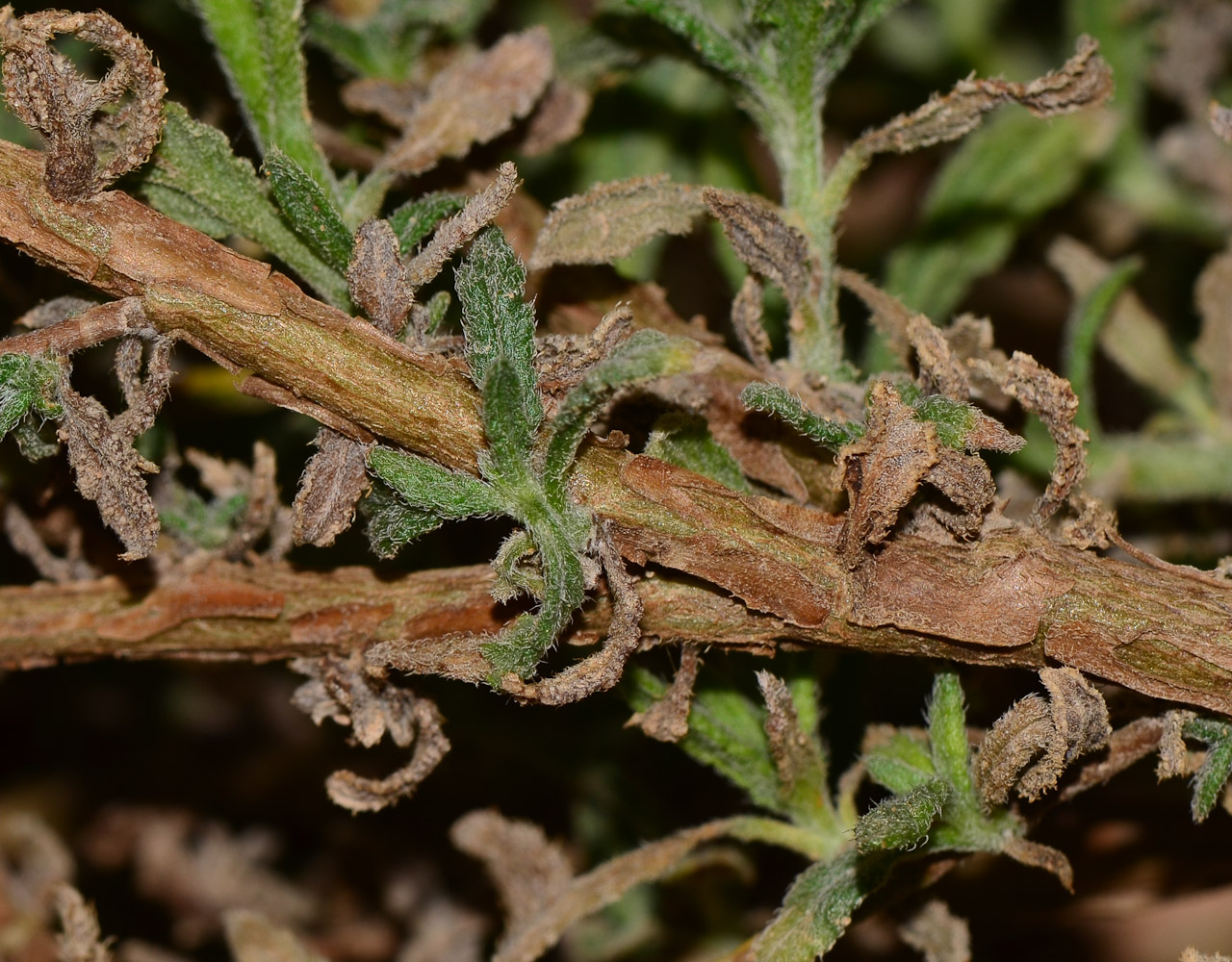 Image of Heliotropium bacciferum specimen.