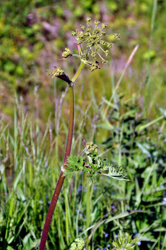 Image of Heracleum sibiricum specimen.