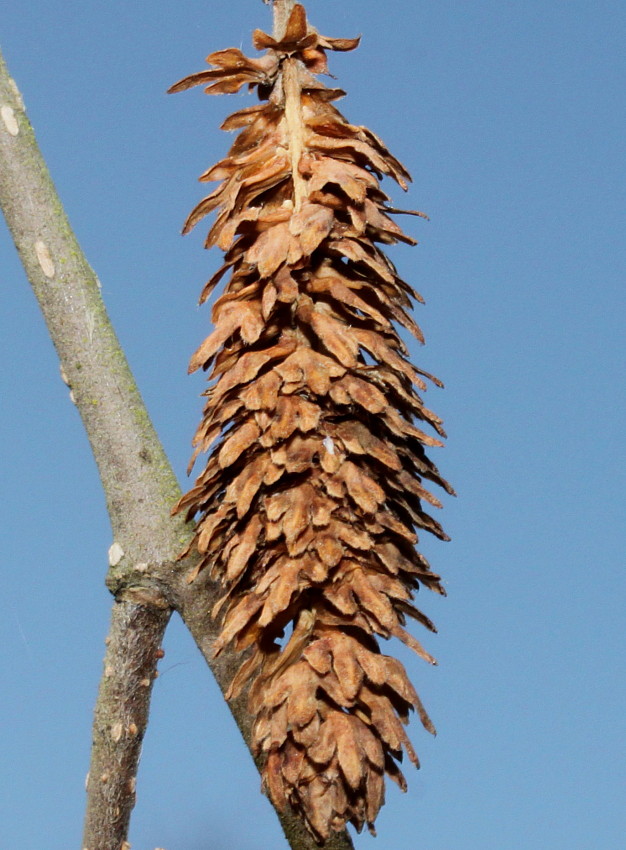 Изображение особи Betula utilis var. jacquemontii.