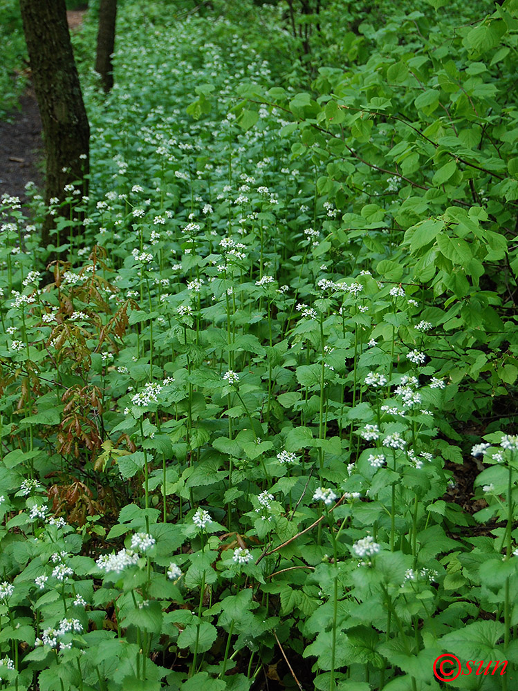 Image of Alliaria petiolata specimen.