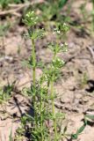 Galium tricornutum. Цветущее растение. Узбекистан, Ташкентская обл., предгорья Чаткальского хр. 03.05.2014.